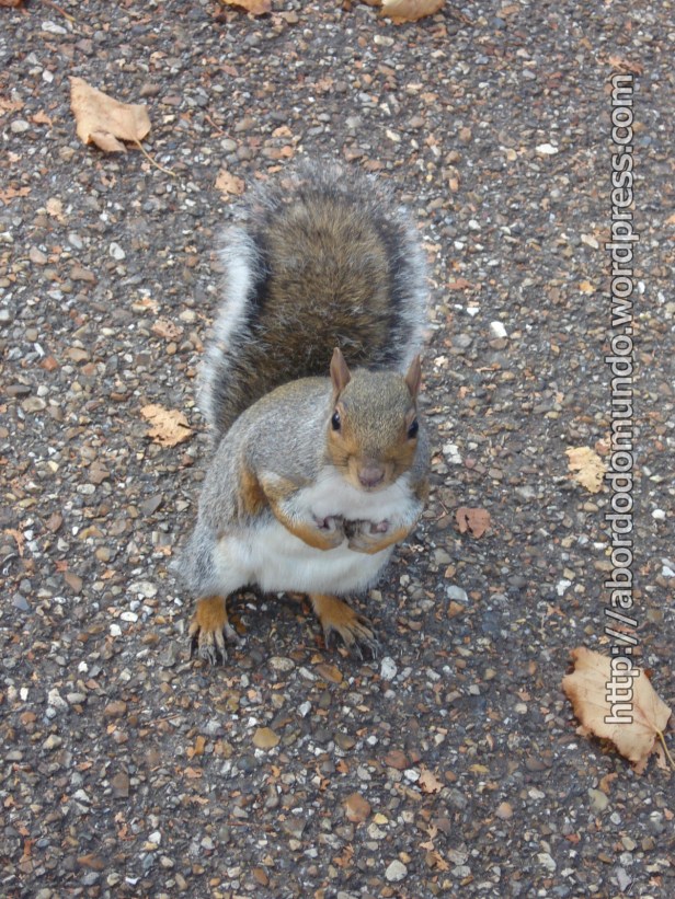 Um esquilinho londrino me perseguiu em busca de comida. 