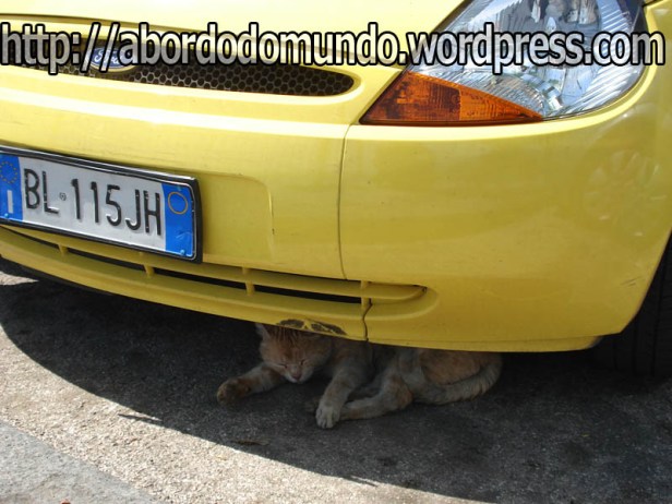 Por falar em trânsito, este gatinho se refugia na sombra de um carro em Ravello, Itália