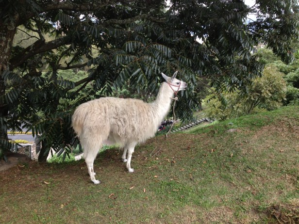 Llama pastando em um parque em Cuenca, Equador. Assim pertinho e se ligar para quem passava por ali... 