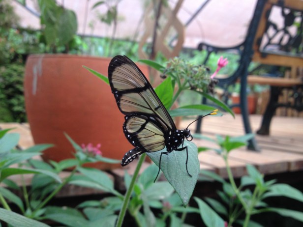 Borboleta no mariposario de Mindo