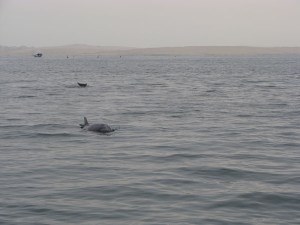 Golfinhos que vieram nos saludar inesperadamente