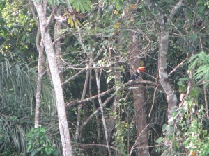 Vimos este tucano à beira do rio...