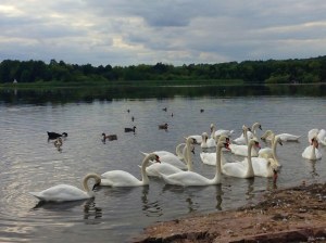 Todos os cisnes da Inglaterra pertencem à rainha