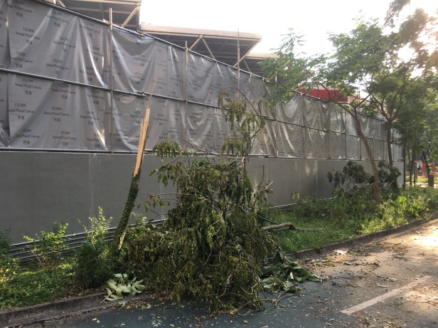 arvore-cortada-ao-meio-apos-furacao-hong-kong-abordodomundo