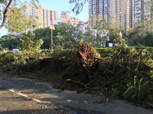 arvores-caidas-apos-furacao-hong-kong-abordodomundo