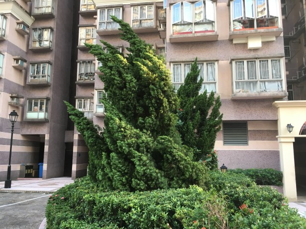 arvores-tortas-apos-furacao-hong-kong-abordodomundo